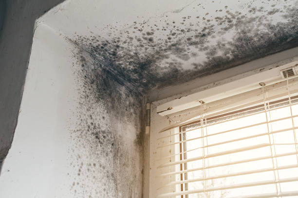 Mold Removal service in Newton